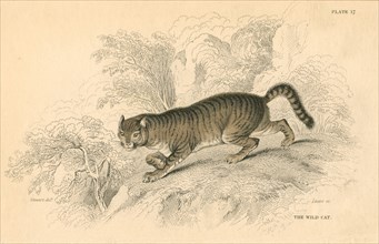 European wild cat (Felis silvestris), 1828. Artist: Unknown