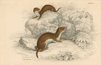 Weasel (Putorius nivalis/Mustela vulgaris), the smallest European carnivore, 1828. Artist: Unknown