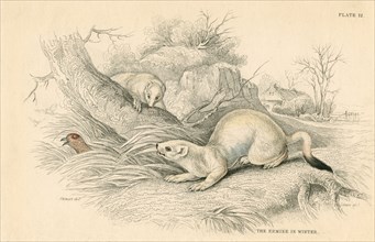 Stoat (Mustela erminea), member of the weasel family, 1828. Artist: Unknown