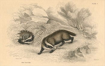 Common or Eurasian badger (Meles meles), 1828. Artist: Unknown