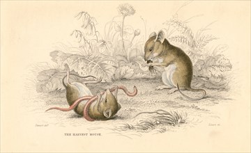 Harvest mouse (Micromys minutus) of the Old World, 1828. Artist: Unknown