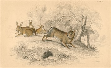 Rabbit (Oryctolagus cuniculus), 1828. Artist: Unknown