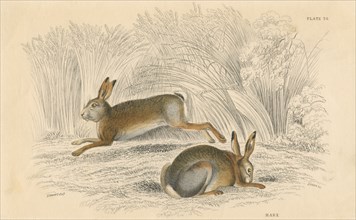 The Hare (Lepus europaeus), 1828. Artist: Unknown