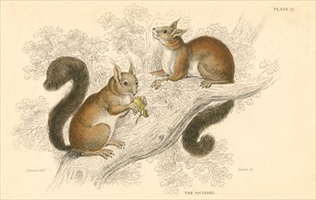 Red squirrel (Sciurus vulgaris), tree-living rodent native to Europe and Asia, 1828. Artist: Unknown