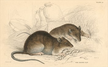 Brown rat (Rattus rattus), 1828. Artist: Unknown