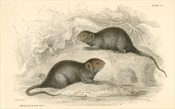 Water vole (Arvicola terrestris), also known as the black water rat, 1828. Artist: Unknown