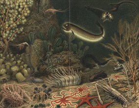 Artist's impression of deep sea scene with luminous fishes, 1903. Artist: Unknown