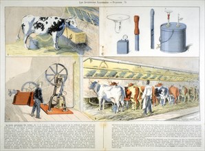 Milking parlour equipped with Thistle suction and pulsation milking machine, 1899. Artist: Unknown