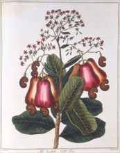 Cashew nut - Anacardium occidentale, c1798. Artist: Unknown