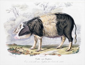 Old English breed of pig, 1842. Artist: Unknown