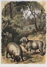 Merino sheep, c1860. Artist: Unknown