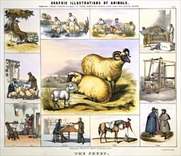 'The Sheep', c1850. Artist: Day & Haghe