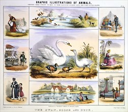 'The Swan, Goose and Duck', c1850. Artist: Benjamin Waterhouse Hawkins
