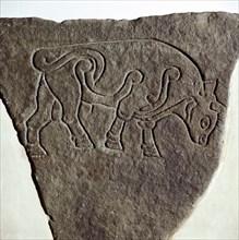 Bull motif on Pictish incised stone, Burghead, Moray, Scotland, c6th - 7th century. Artist: Unknown