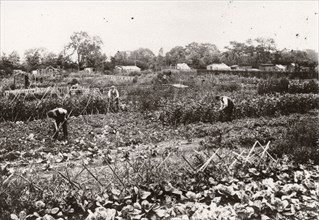 Allotments, Haxby Road, York, Yorkshire, 1910. Artist: Unknown