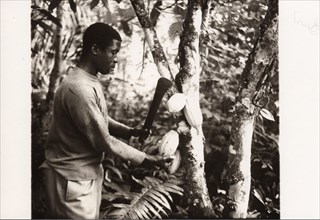 Man harvesting cocoa pods, 1974. Artist: Unknown