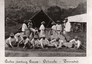 Workers sorting cocoa beans, Ortinola, Trinidad, 1897. Artist: Unknown