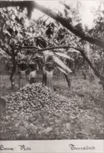 Women carry cocoa pods in baskets on their heads, Trinidad, 1897. Artist: Unknown