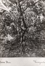 A cocoa bush carrying pods, Venezuela, 1897. Artist: Unknown