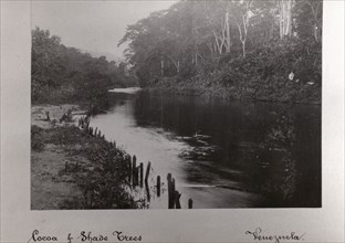 A cocoa plantation on the banks of a river, Venezuela, 1897. Artist: Unknown