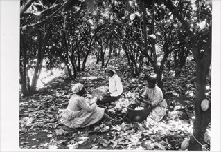Workers sit on the ground with baskets in a cocoa plantation, Trinidad, Grenada or Venezuela, 1897 Artist: Unknown