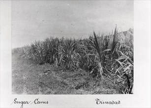 Field of sugar cane, Trinidad, 1897. Artist: Unknown