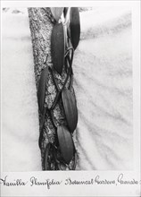 Close-up shot of Vanilla (Vanilla Planifolia), Grenada, 1897. Artist: Unknown