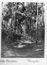 A coffee plantation with shade trees, Venezuela, 1897. Artist: Unknown