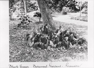 Black Pepper vine at St George?s Botanical Gardens, Grenada, 1897. Artist: Unknown