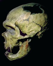 Neanderthal skull from France. Artist: Unknown