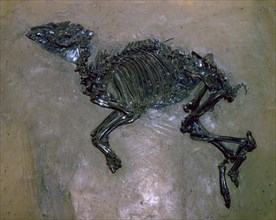 Fossil Horse.