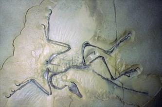 Fossil Archaeopterix with traces of feathers. Artist: Unknown