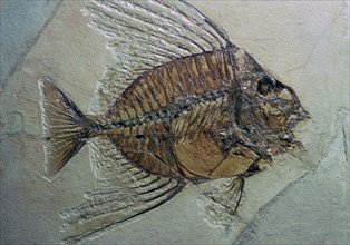 Rare fossilised fish. Artist: Unknown
