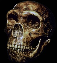 Reconstructed Neanderthal skull. Artist: Unknown