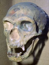 Reconstructed Neanderthal Man's skull, 49,000 BC. Artist: Unknown