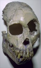 Skull of Proconsul Africanus. Artist: Unknown