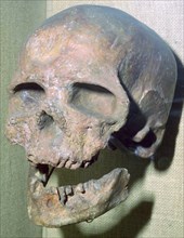 Cro-magnon skull. Artist: Unknown