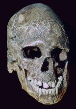 Paleolithic Skull of 'Grimaldi man' (replica). Artist: Unknown
