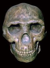 Skull of 'Peking' man (reconstruction). Artist: Unknown