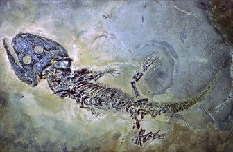 Fossil of an amphibian. Artist: Unknown