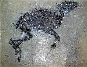 Fossil of a horse. Artist: Unknown