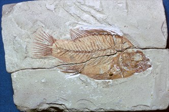 Fossil of a fish. Artist: Unknown