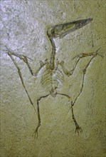 Fossil of a Pterodactyl. Artist: Unknown