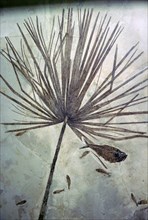 Fossil palm and fishes. Artist: Unknown