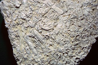 Fossil shells in limestone. Artist: Unknown