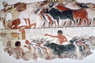Egyptian wall-painting of the inspection of cattle. Artist: Unknown