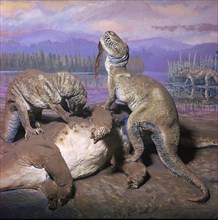 Model of Allosaurs. Artist: Unknown