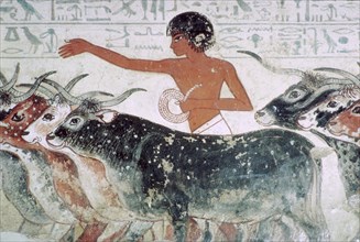 Cattle brought for inspection: wall painting from the tomb of Nebamun (no 5), Egypt, c1350 BC. Artist: Unknown