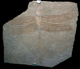 Jurrassic dragonfly fossil. Artist: Unknown