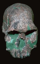 Skull of Homo Habilis. Artist: Unknown